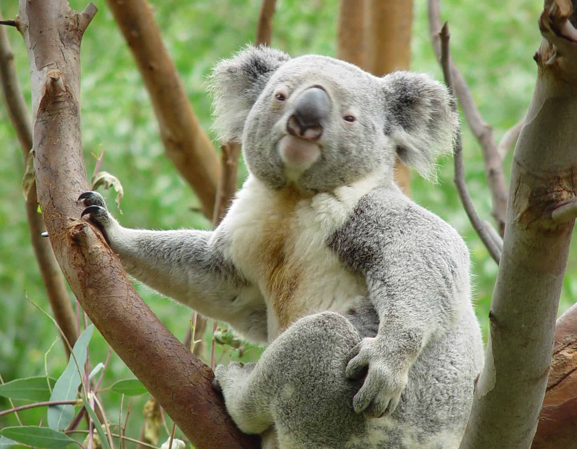 Times Koalas Were Anything But Cute