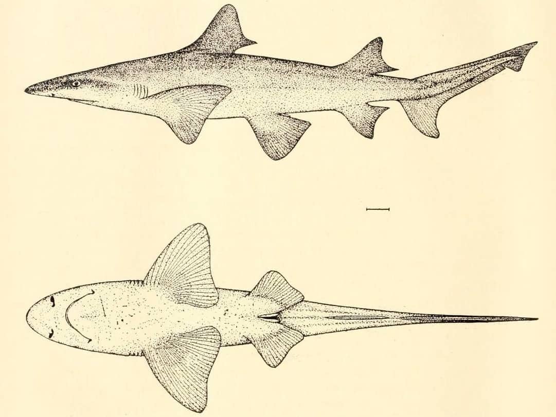 A List of Ancient Sharks from Small to Scary