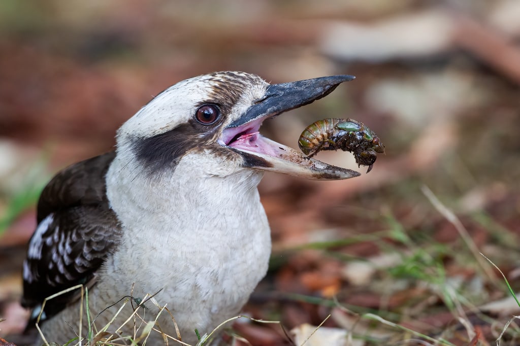 The Most Extreme Birds On The Planet