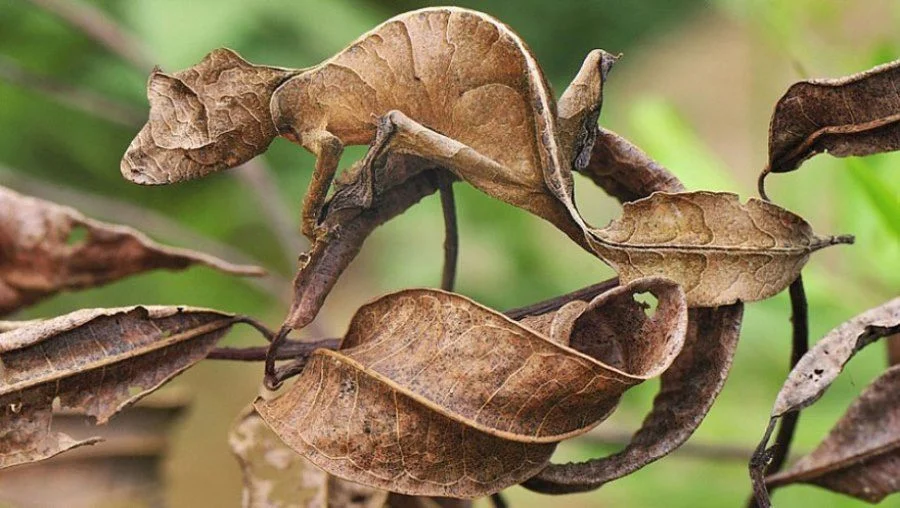 These Animals Have Mastered The Art Of Nature’s Camouflage