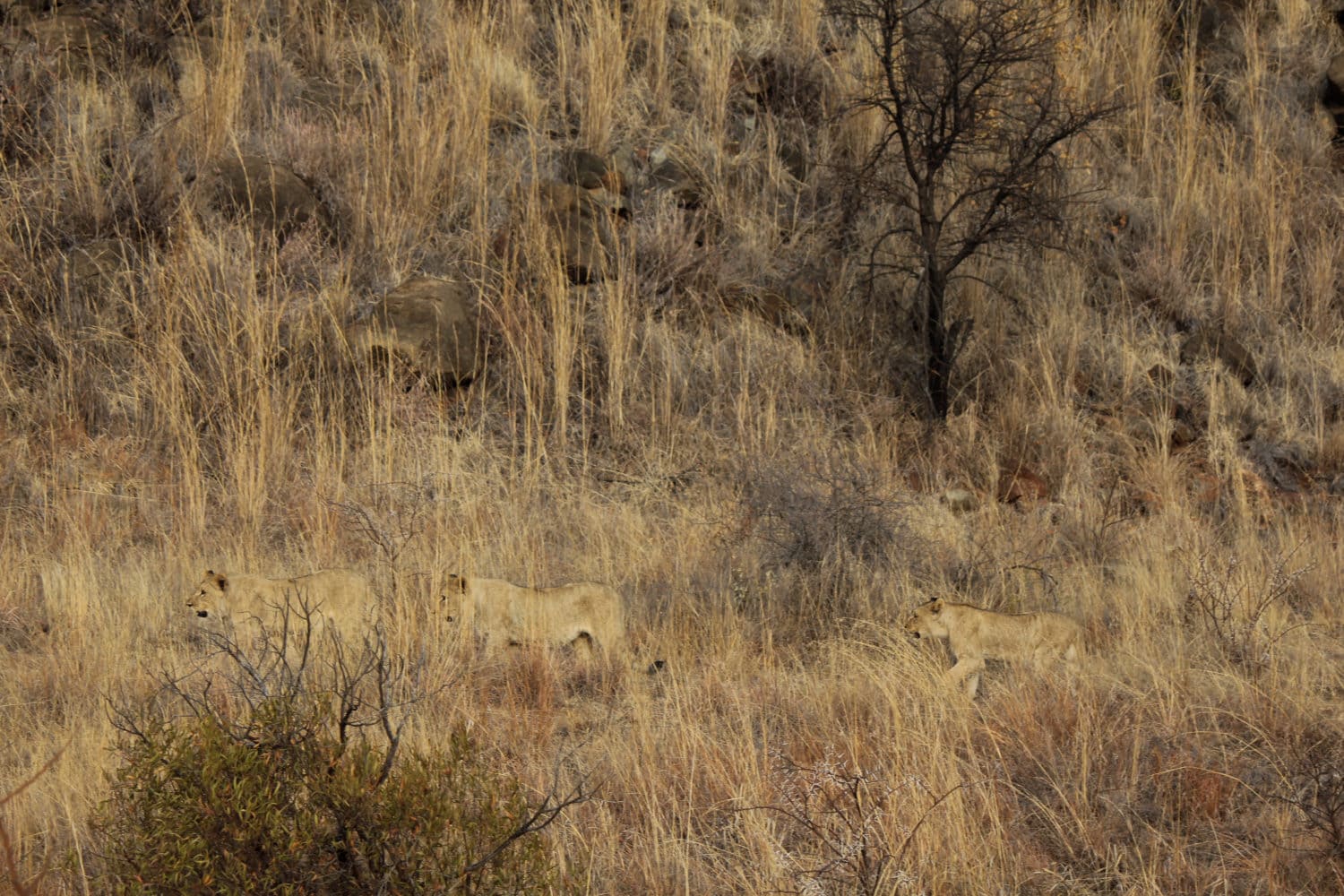 These Animals Have Mastered The Art Of Nature’s Camouflage