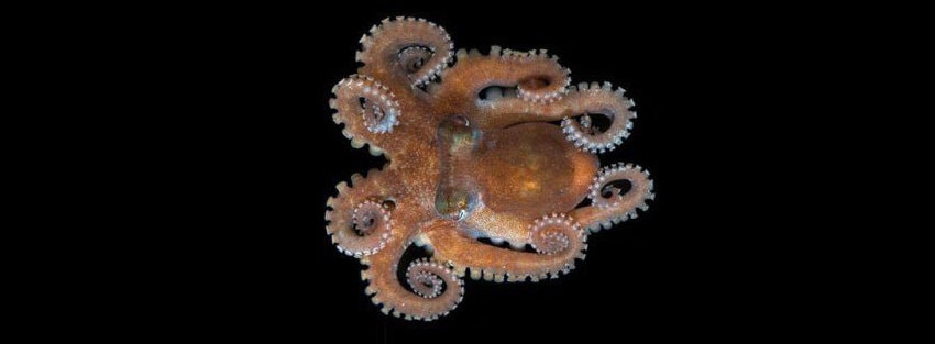 Otherwordly Sea Creatures People Rarely See