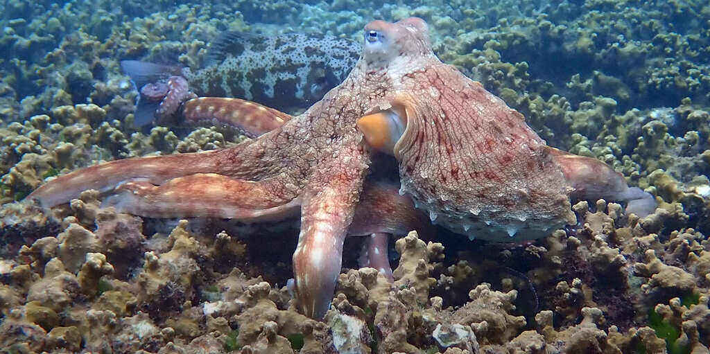 Otherwordly Sea Creatures People Rarely See