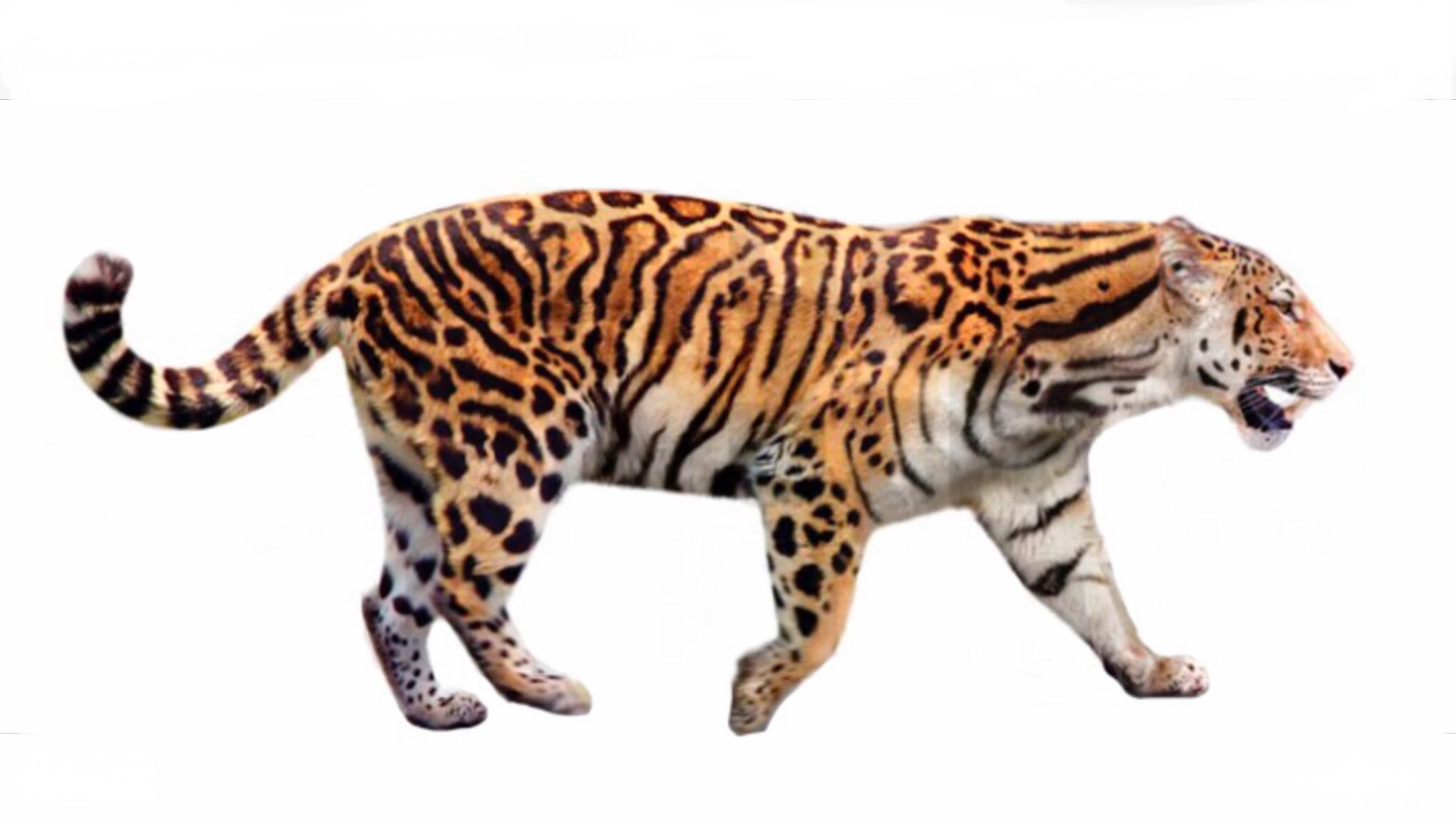 40 of the Most Impressive Predatory Cats in Nature