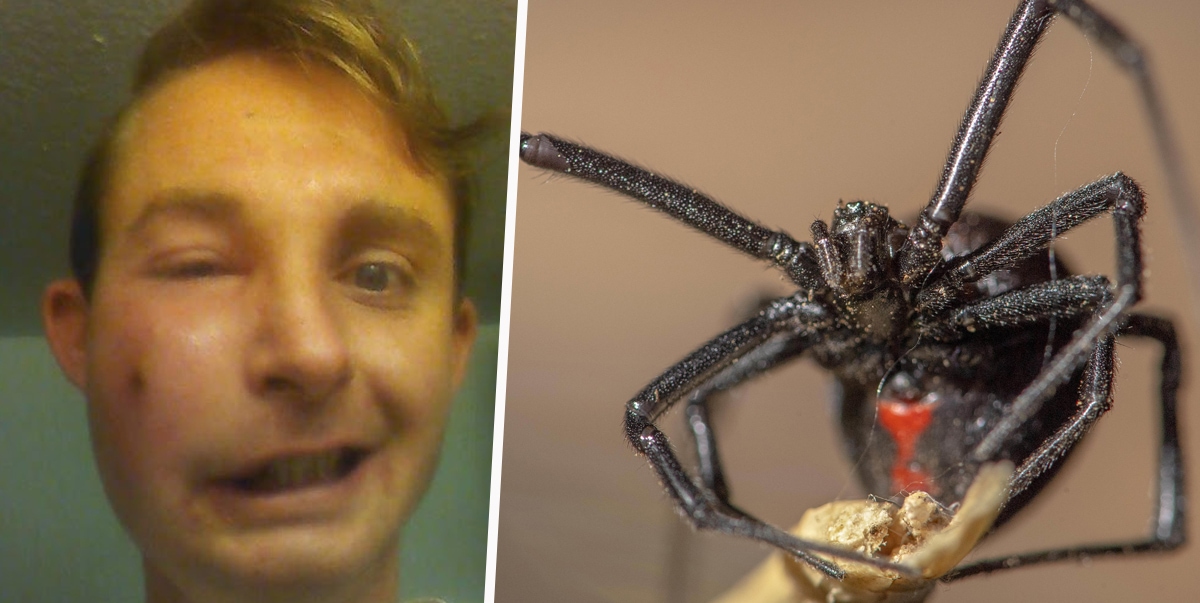 Scariest Spider Encounters That Will Make You Say “Burn It Down”