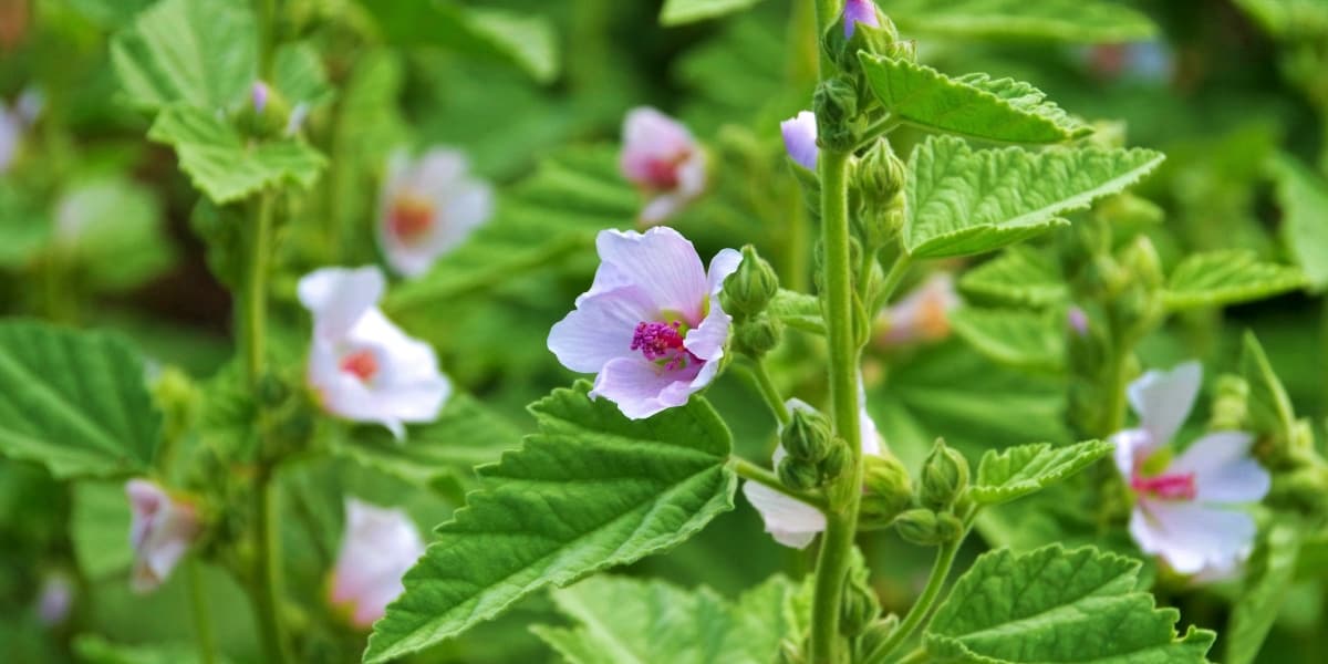 A Natural Science Enthusiast’s Guide to Medicinal Plants