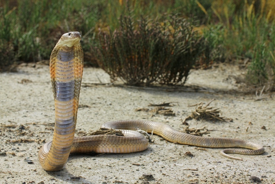 The Most Venomous Snakes On Planet Earth Today