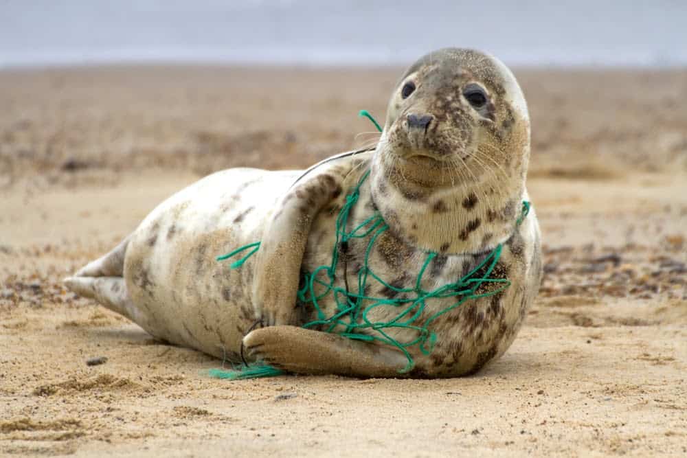 How Scientists Stumbled Upon Plastic Eating Bacteria