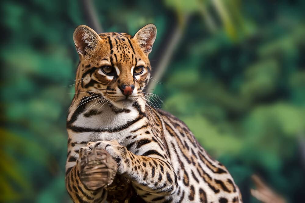 40 of the Most Impressive Predatory Cats in Nature