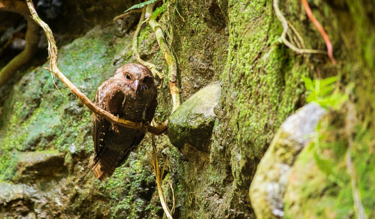 Creepy Animals That Evolved To Live In Caves