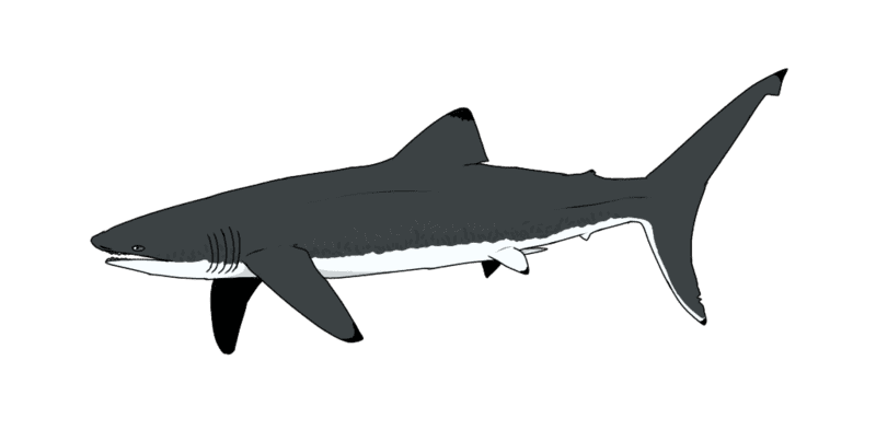 A List of Ancient Sharks from Small to Scary