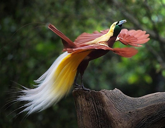 The Most Extreme Birds On The Planet