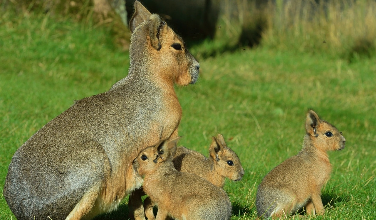 The Most Unique Animals Ever Discovered