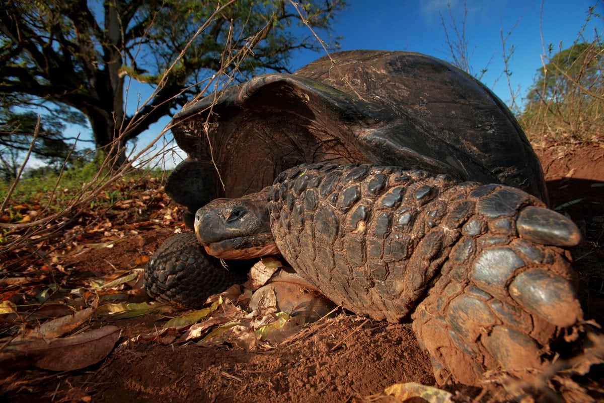 Extraordinary Animal Migration Journeys Across The World