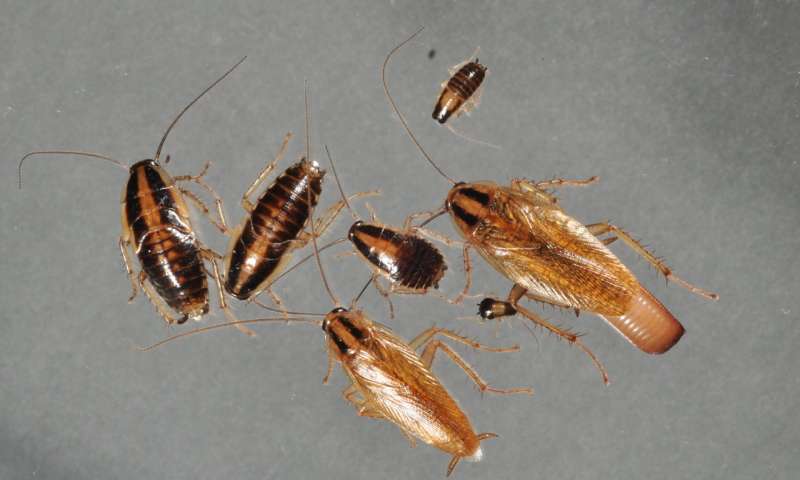 Cockroaches Are Now Immune to Insecticides, Making Them A Superbug