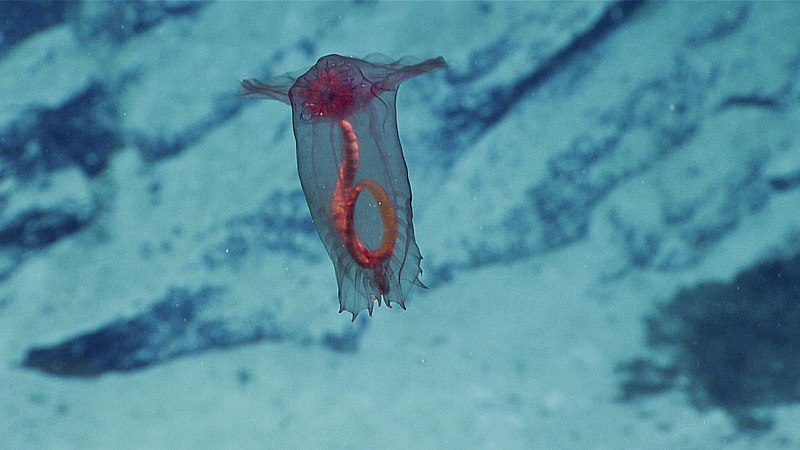 Otherwordly Sea Creatures People Rarely See