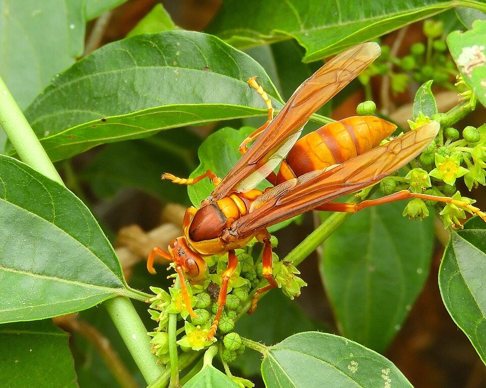 The World’s Creepiest Insects That Will Make Anybody’s Skin Crawl