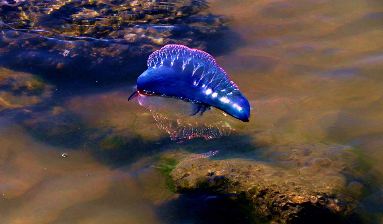 The Top Deadliest Animals In Australia