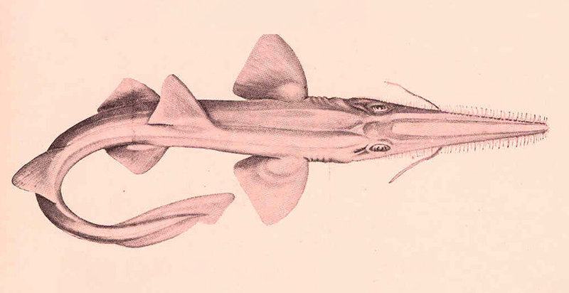 A List of Ancient Sharks from Small to Scary