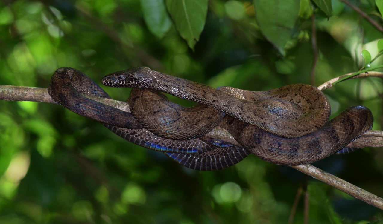 Creepy Animals That Evolved To Live In Caves