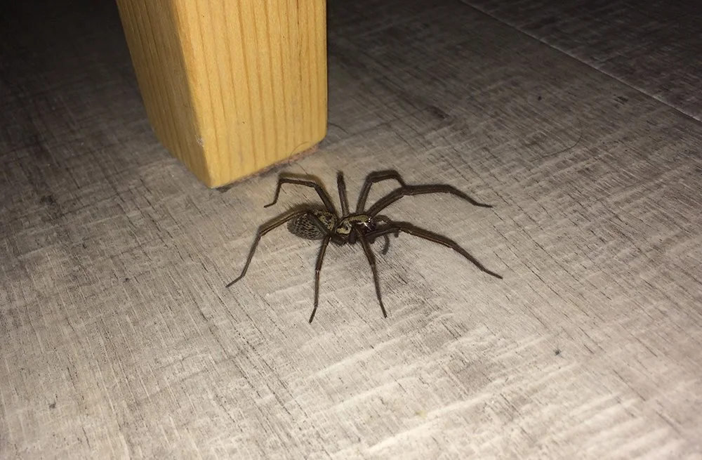 Scariest Spider Encounters That Will Make You Say “Burn It Down”