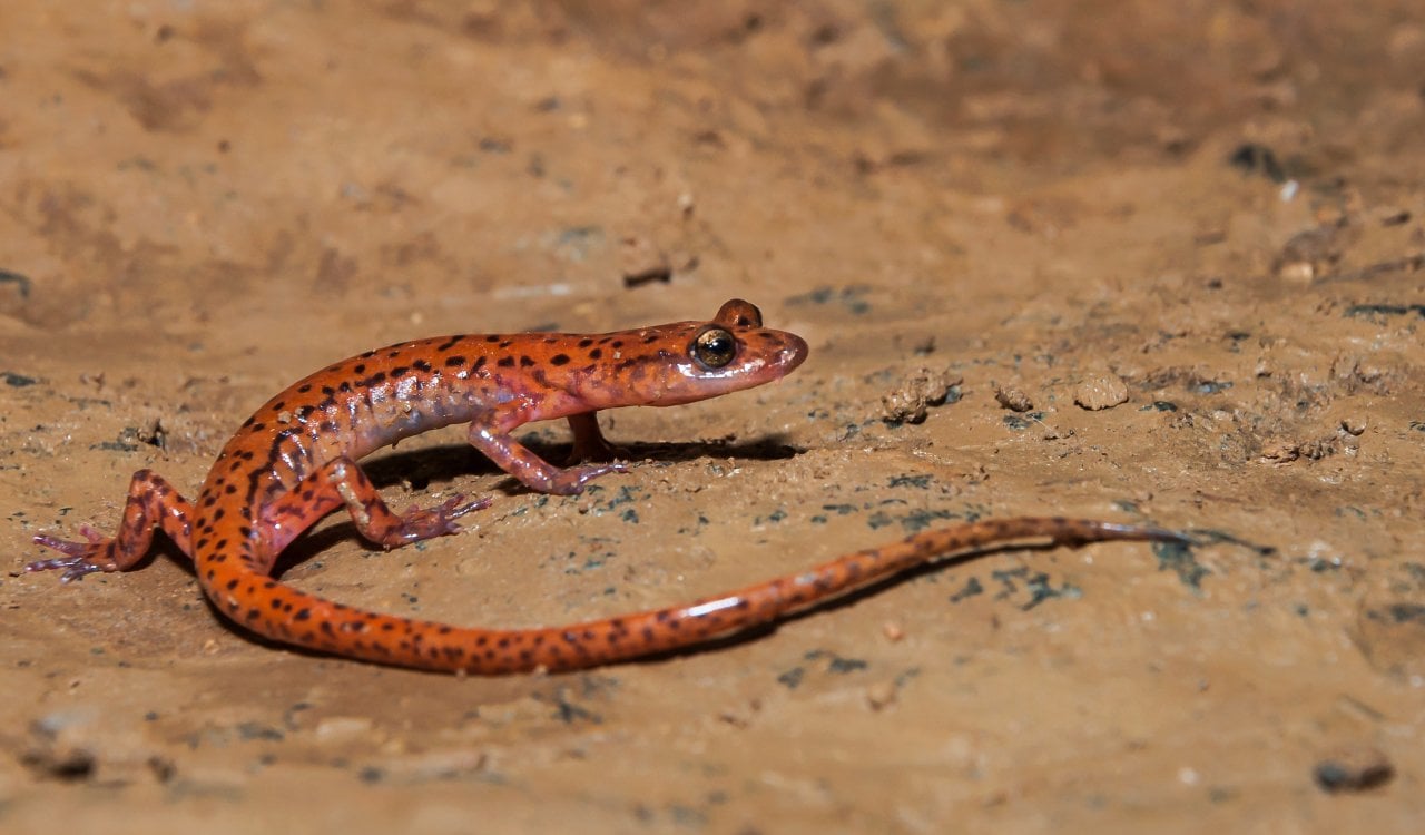 Creepy Animals That Evolved To Live In Caves