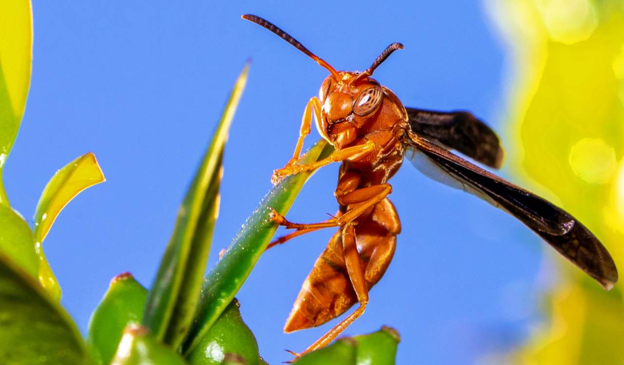 The World’s Creepiest Insects That Will Make Anybody’s Skin Crawl