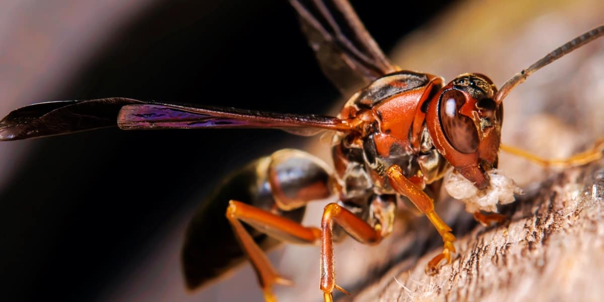 Terrifying Bees & Wasps That Will Keep You Indoors