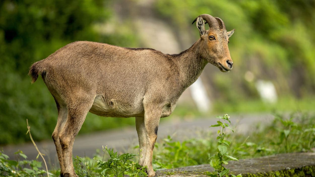 These Animal Species Don’t Live Near Each Other But Are Eerily Similar