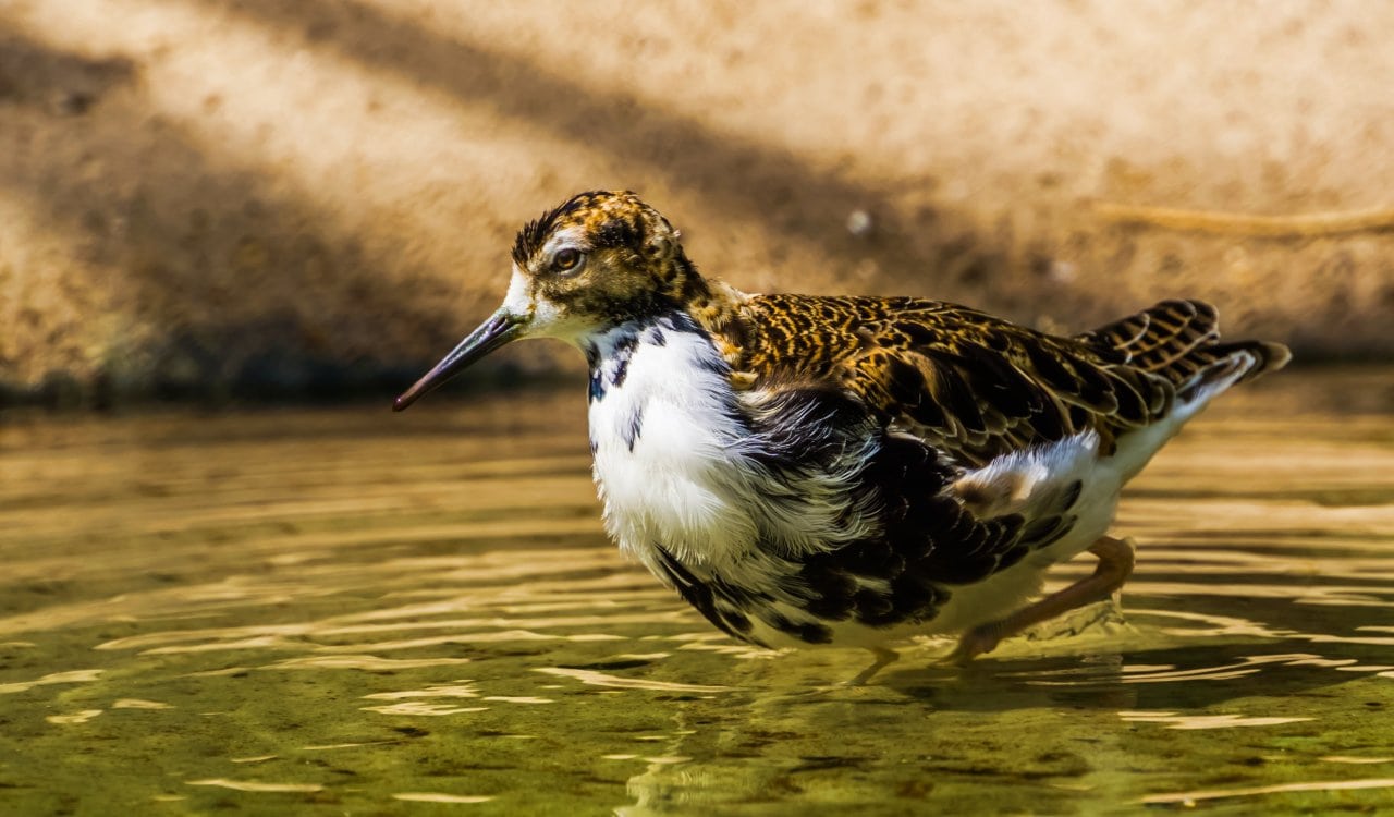 Incredible Animals That Can Gender-Switch