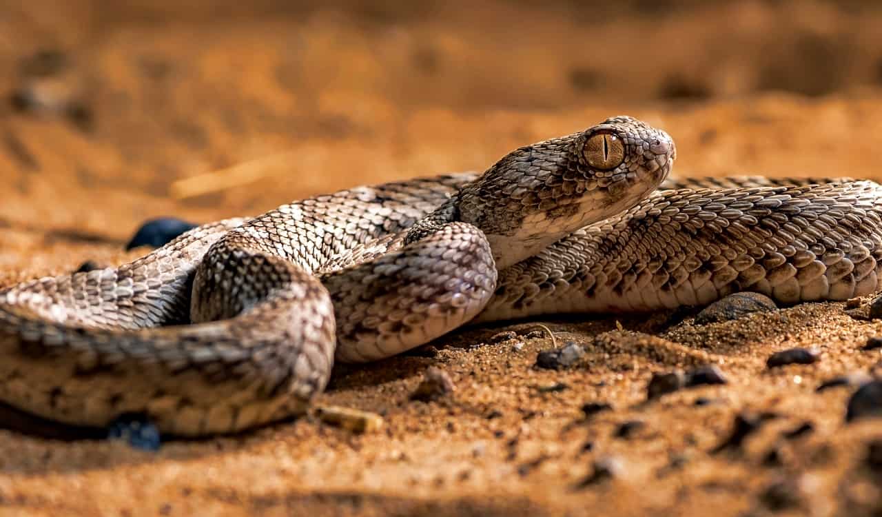 Avoid these Venomous Animals at All Costs