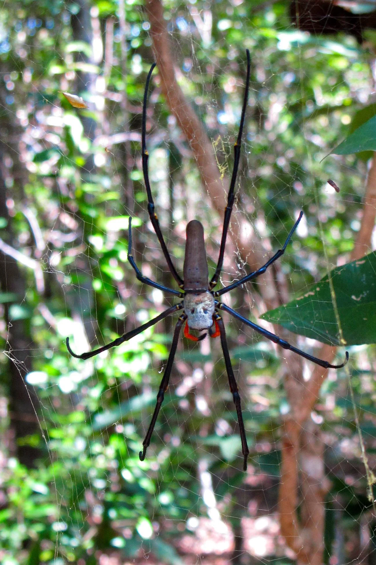 Scariest Spider Encounters That Will Make You Say “Burn It Down”