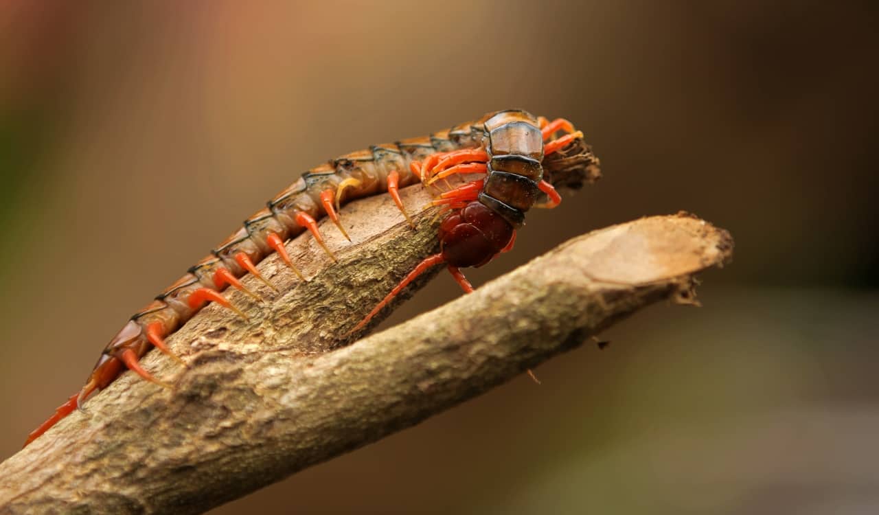 The World’s Creepiest Insects That Will Make Anybody’s Skin Crawl