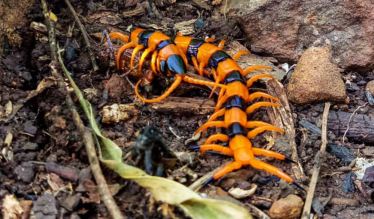 The World’s Creepiest Insects That Will Make Anybody’s Skin Crawl