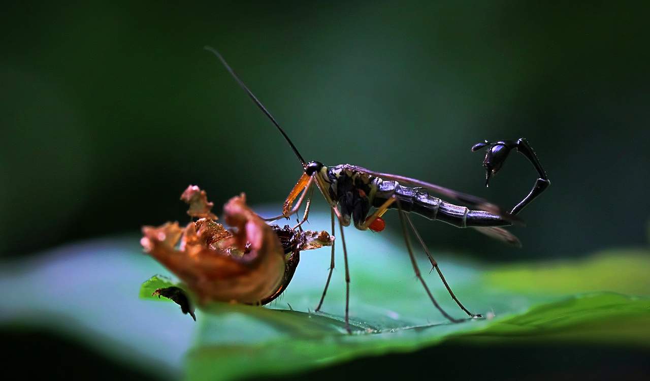 The World’s Creepiest Insects That Will Make Anybody’s Skin Crawl