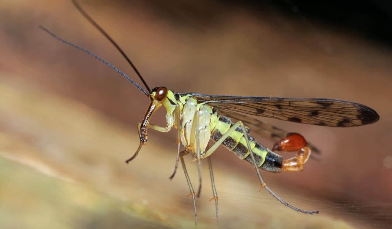 The World’s Creepiest Insects That Will Make Anybody’s Skin Crawl