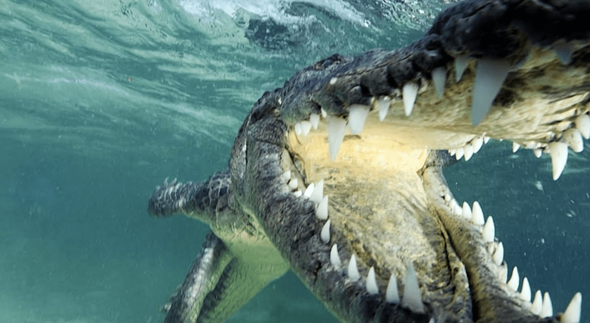 Why Saltwater Crocodiles Are The Scariest Reptile Alive