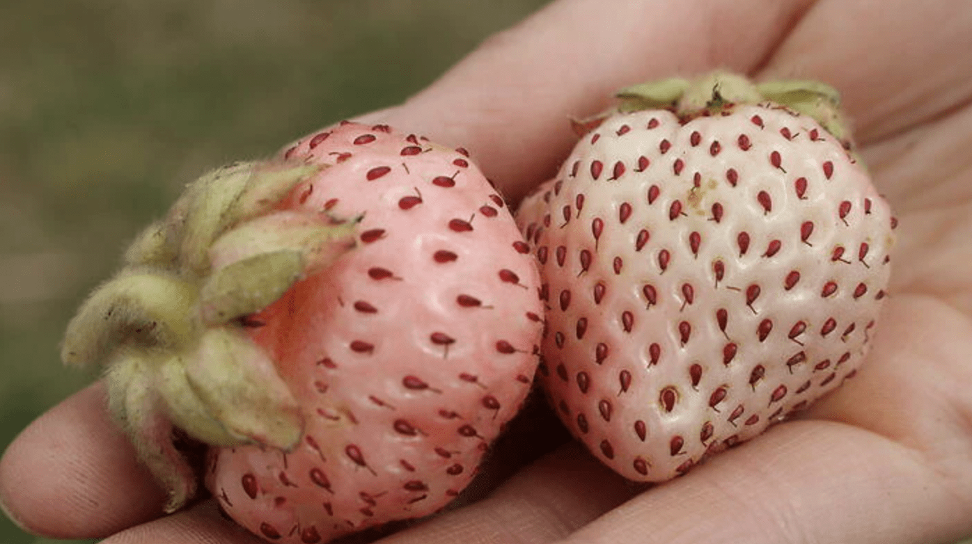 Humans Interfered With Nature And Now This Is What Fruits & Vegetables Look Like