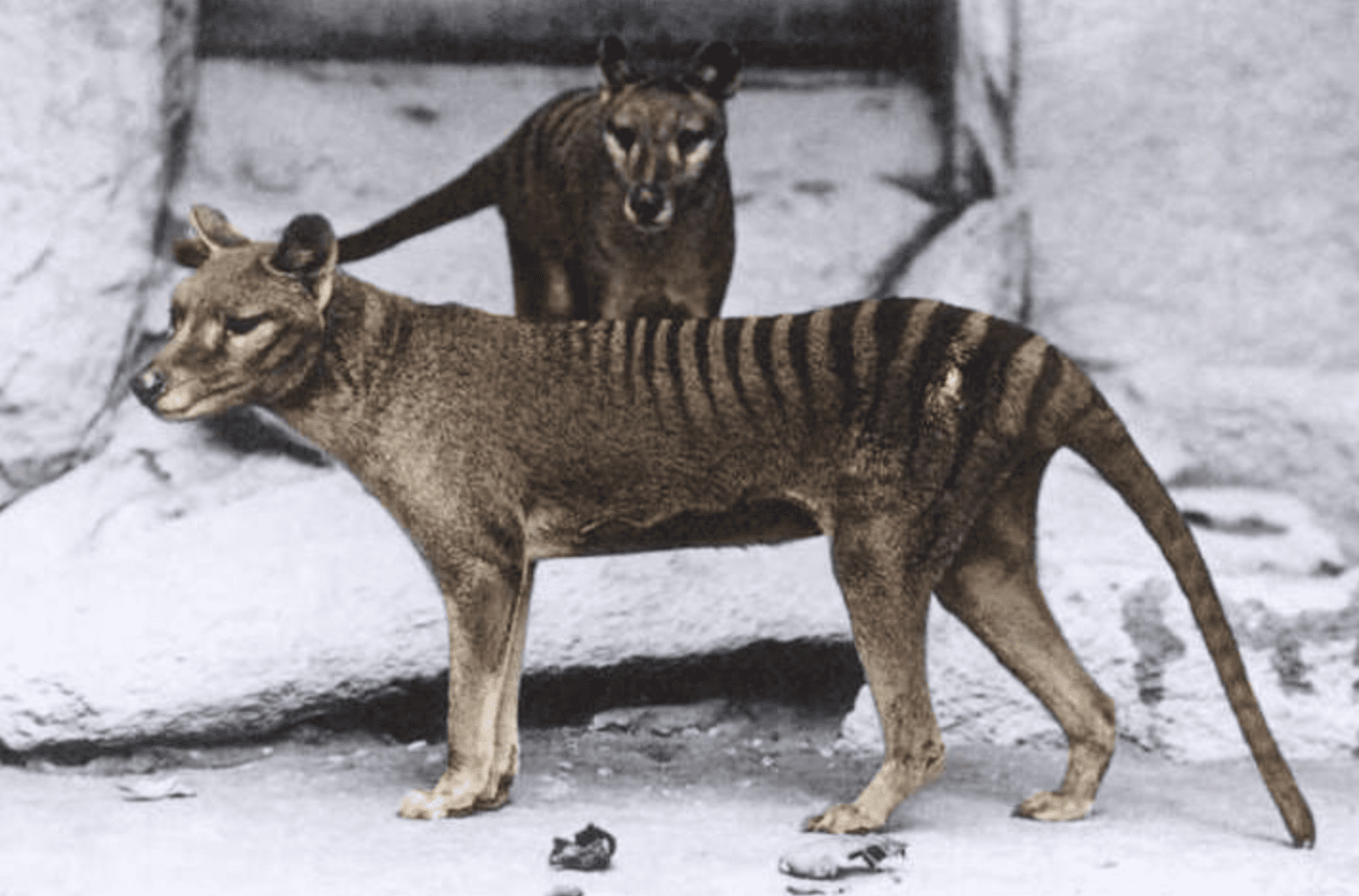 Facts About the Tasmanian Tiger & The News That’s Changing Everything