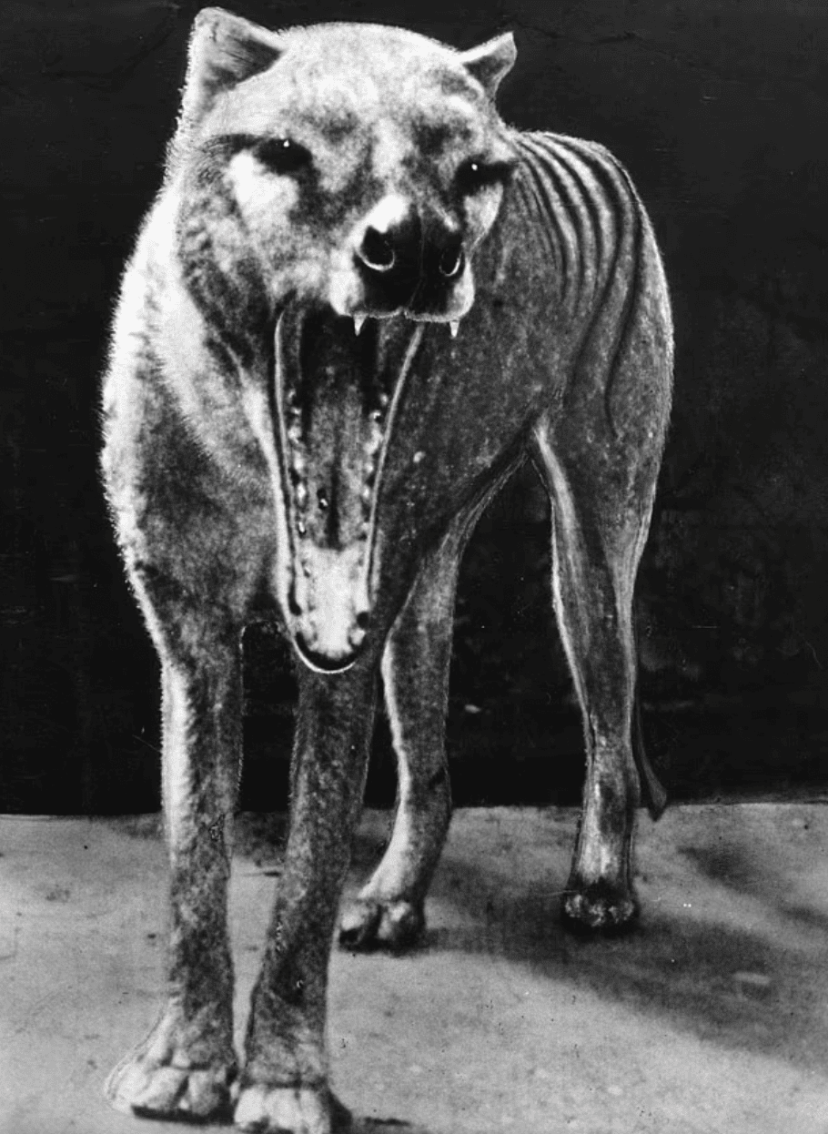 Facts About the Tasmanian Tiger & The News That’s Changing Everything