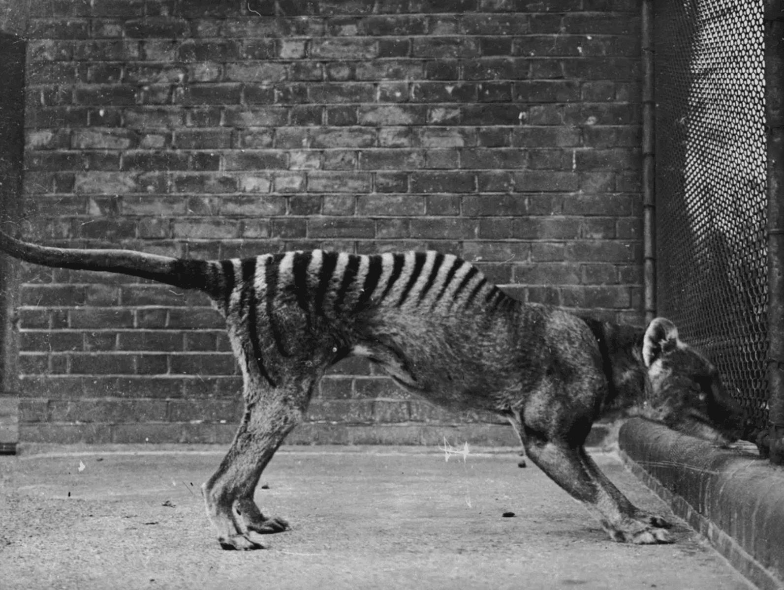 Facts About the Tasmanian Tiger & The News That’s Changing Everything