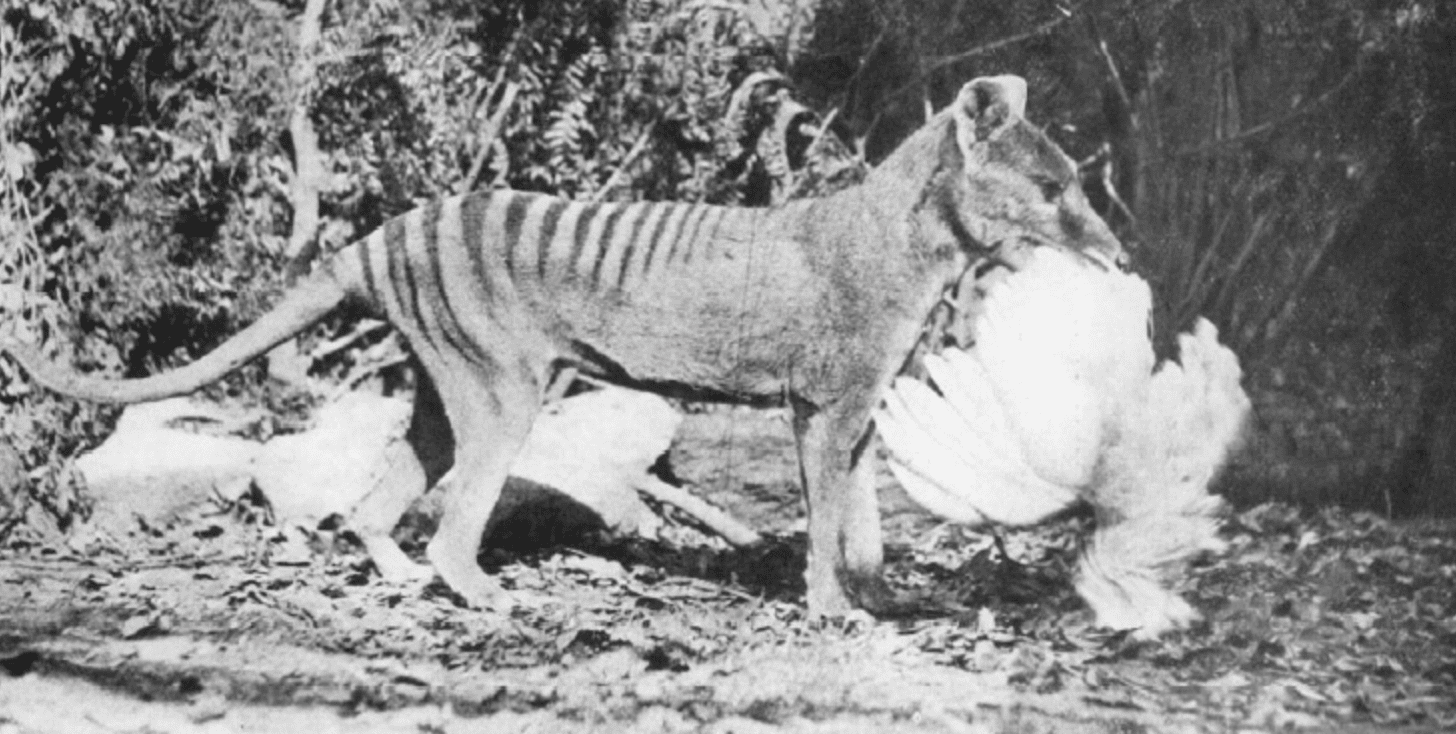 Facts About the Tasmanian Tiger & The News That’s Changing Everything