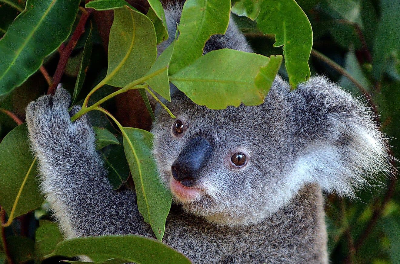 Times Koalas Were Anything But Cute