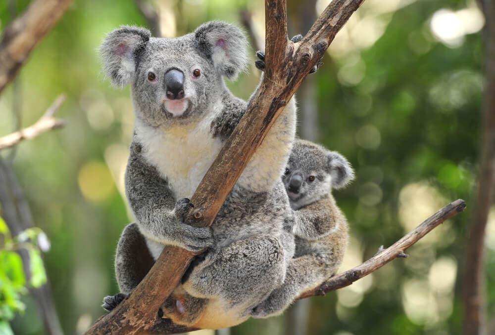 Times Koalas Were Anything But Cute