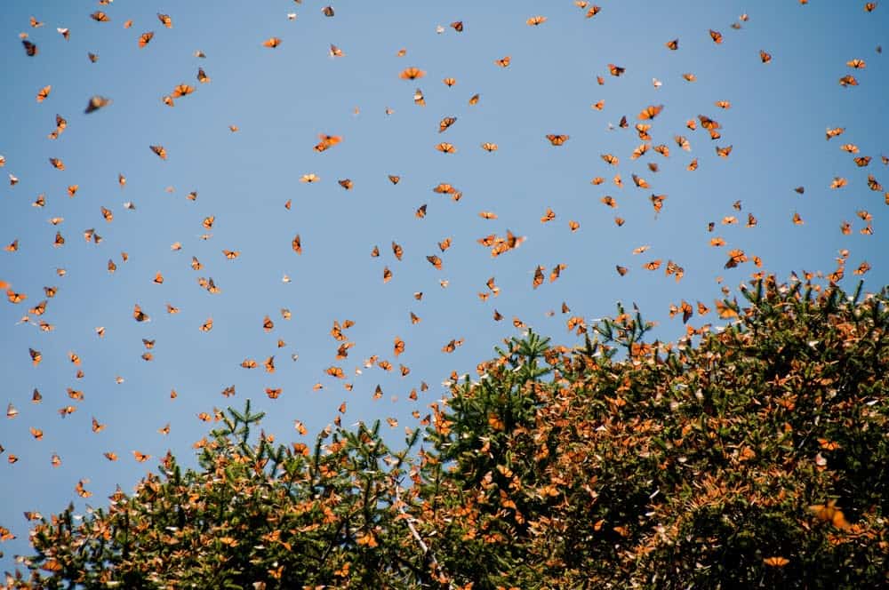 Monarch Patterns Are Changing – Here’s Why