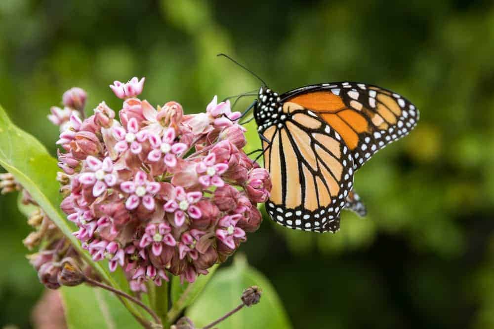 Monarch Patterns Are Changing – Here’s Why