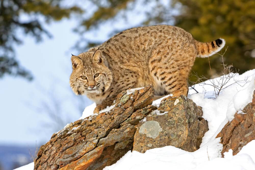 40 of the Most Impressive Predatory Cats in Nature