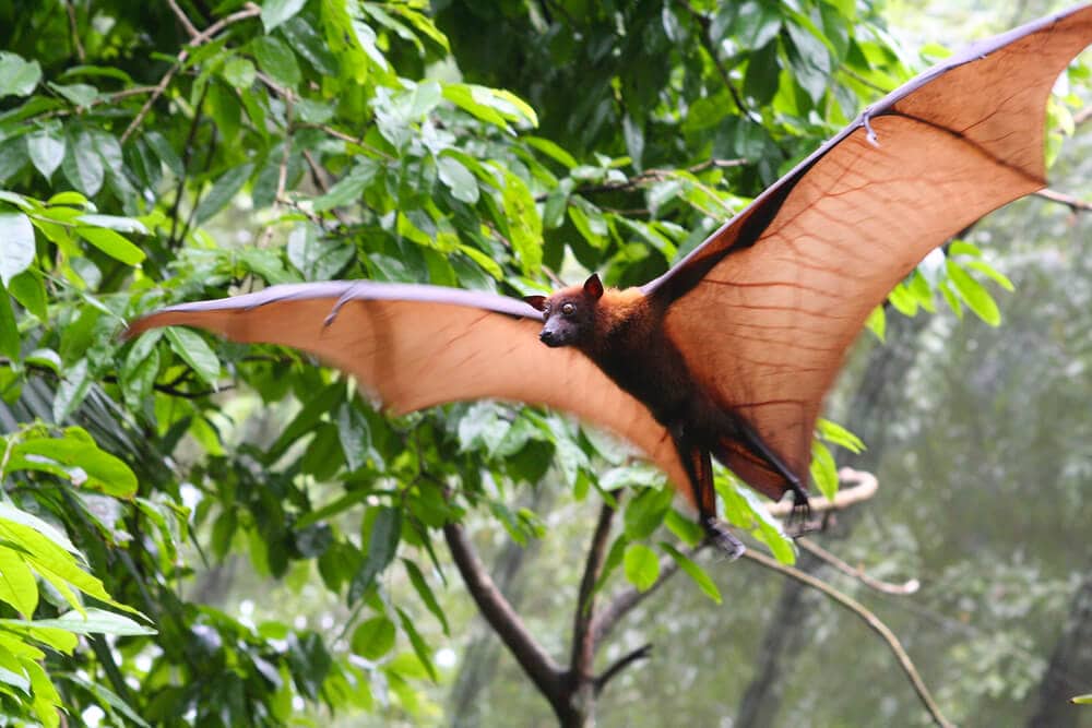 Some of these Majestic Animals Can Only be Found in Madagascar