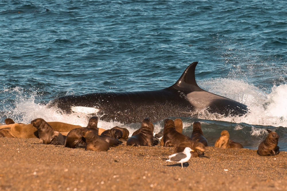 Why Orcas are the Scariest Predator in the Sea