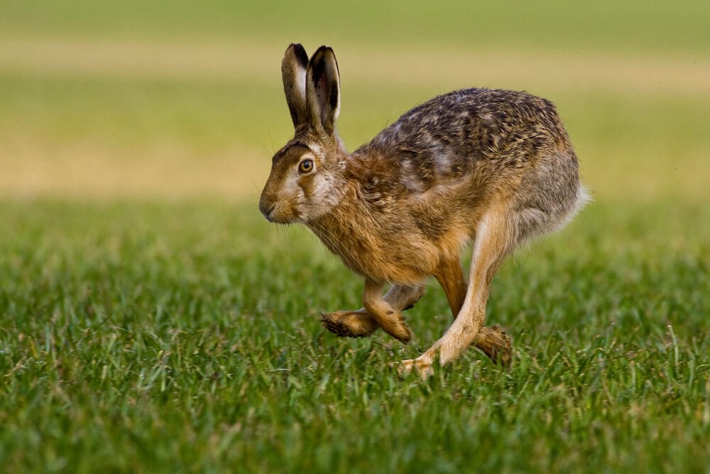 The Fastest Animals on the Planet Today